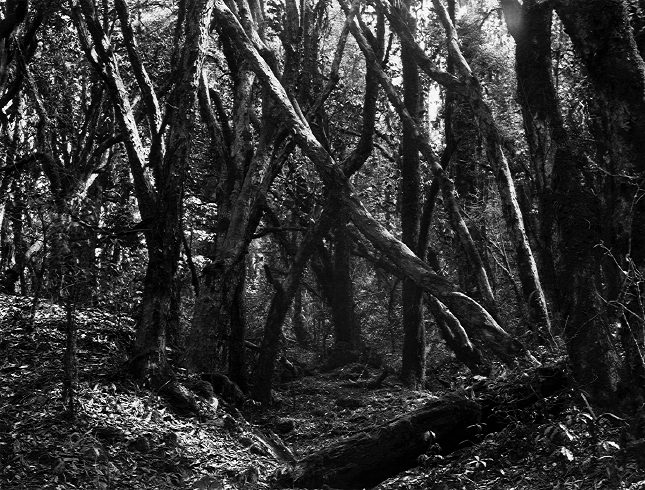 the paper negative